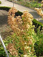 Quinoa - Quinua Temuco (2) (Photo F. Mrugala)